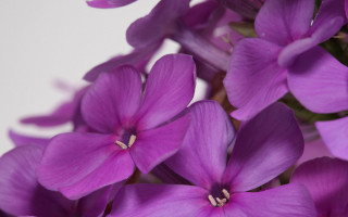Purple hydrangea lily lotus roses - a white background behind them free wallpaper