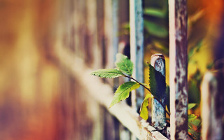 Plant window sill macro blurry - a plant free wallpaper