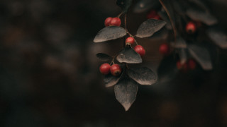 Branch berries leaves macro blurry - red berry free wallpaper for desktop