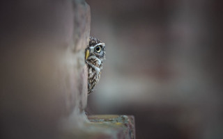 Small owl peeking behind brick - a small owl free wallpaper