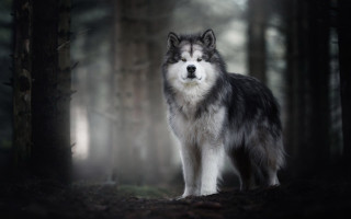 Wolf forest dog fog nature - dog free wallpaper