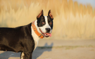 Dog collar shiba inu outdoors - a collar free wallpaper