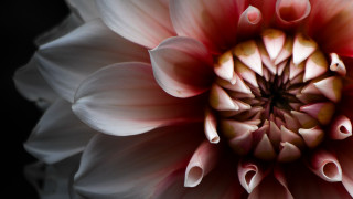 White flower red center black - a brown center free wallpaper