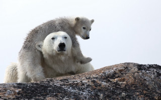 Polar bear cub rock ecological - their paw free wallpaper