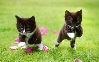 Kittens running grass pink petals - pink petal free wallpaper
