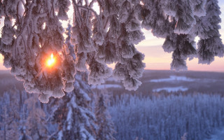 Sunshine snow trees winter lake - shining free wallpaper