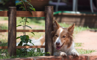 Dog fence garden bush outdoors - the ground next free wallpaper