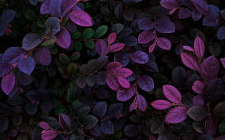 Purple plant green leaves microscopic - a green leafy plant free wallpaper