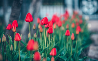 Red flowers garden bokeh blurry - a car in the background free wallpaper