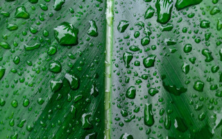 Green leaf water drops macro 61 - a green leaf free wallpaper