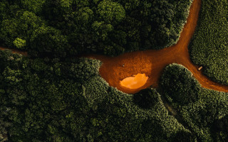 Dirt road forest tree trunk - a dirt road in the middle of a forest free wallpaper