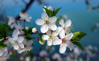 White flower branch green leaves 4 - a close up of a tree free wallpaper