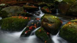 Forest water rocks leaves impressionist - fall free wallpaper