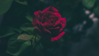 Red rose garden blurry background - a garden area free wallpaper