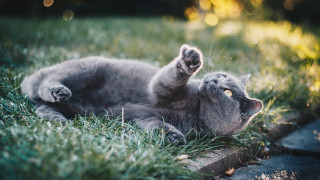 Cat grass outdoors blurry flower - the grass free wallpaper