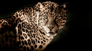Large leopard dark eyes black - a large leopard free wallpaper