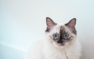 Black cat blue eyes shiba - a serious look free wallpaper