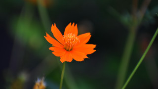 Orange flower macro blurry background - vivid color free wallpaper