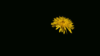 Yellow flower black background pincushion - visible free wallpaper for desktop