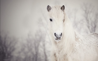 White horse snowy forest storybook - fiona stephenson free wallpaper