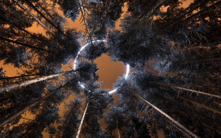 Tall tree night aurora fireworks - land art free wallpaper