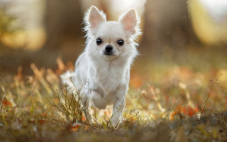 Small white dog fall field - elke vogelsang free wallpaper