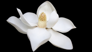 White flower macro closeup black - the image free wallpaper
