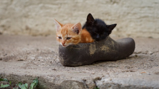 Two cats shoe orange black - the other free wallpaper