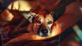 Dog laying couch photorealistic portrait - a couch free wallpaper