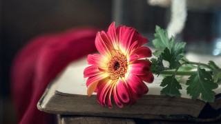 Flower book red cloth vase - diffuse lighting free wallpaper for desktop