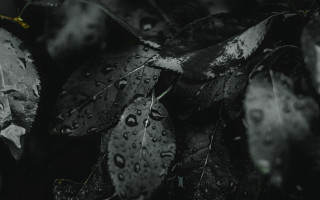 Black white leaves water droplets - daniel lieske free wallpaper for desktop