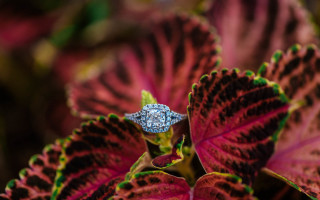Diamond ring leafy garden bokeh - a diamond ring free wallpaper