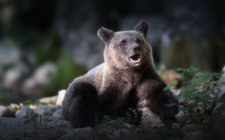 Brown bear rock woods open - a brown bear free wallpaper