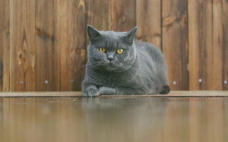 Gray cat fence yellow eyes - a wooden fence free wallpaper