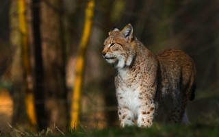 Lynx woods autumn blurry depth - a lynx free wallpaper