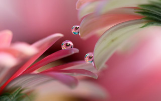Pink flower water droplets macro 2 - a green leaf in the background free wallpaper