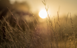 Grass sunset mountain ocean macro - anamorphic len free wallpaper
