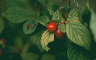Red berries green leaves macro - ektachrome photograph free wallpaper