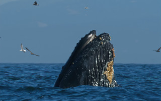 Humpback whale diving seagulls ocean - free ship wallpaper