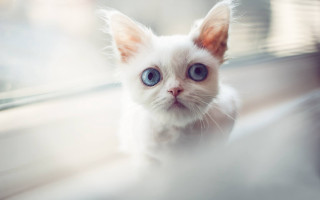 White kitten blue eyes window - a white kitten free wallpaper