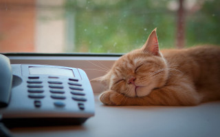Cat sleeping desk rainy window - rain free wallpaper for desktop