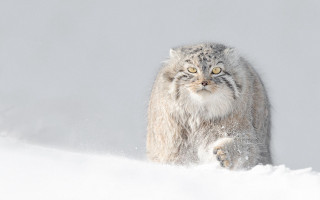 Cat walking snow big grin - in the snow free wallpaper