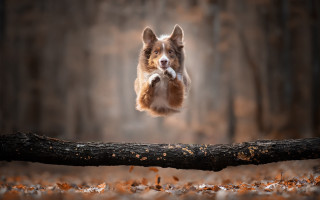 Dog jumping fallen tree stick - fallen free wallpaper