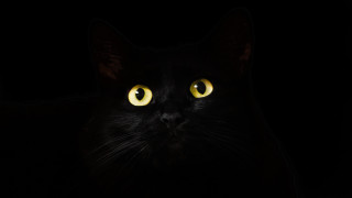 Black cat yellow eyes gothic 15 - black background free wallpaper for desktop