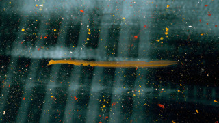 Yellow object window raindrops abstract - action painting free wallpaper