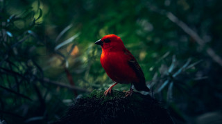 Red bird forest branch nature - a red bird free wallpaper for desktop