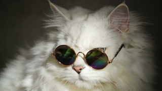White cat sunglasses black cord - a black cord free wallpaper