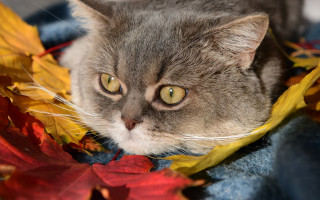 Cat lying on blanket autumn - a blanket free wallpaper