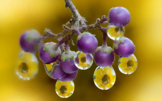 Water drops branch yellow flowers - yellow flower free wallpaper