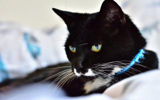 Black cat yellow eyes white 2 - white sheet and pillows free wallpaper